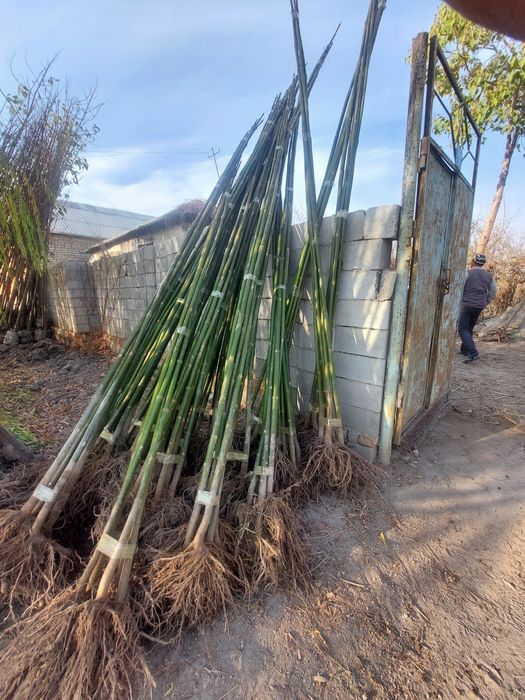 Павлония ва Манзарали кучатлар бор. Декоративные растения продаётся