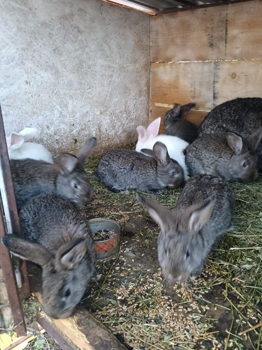 Vând iepurași mai multe rase