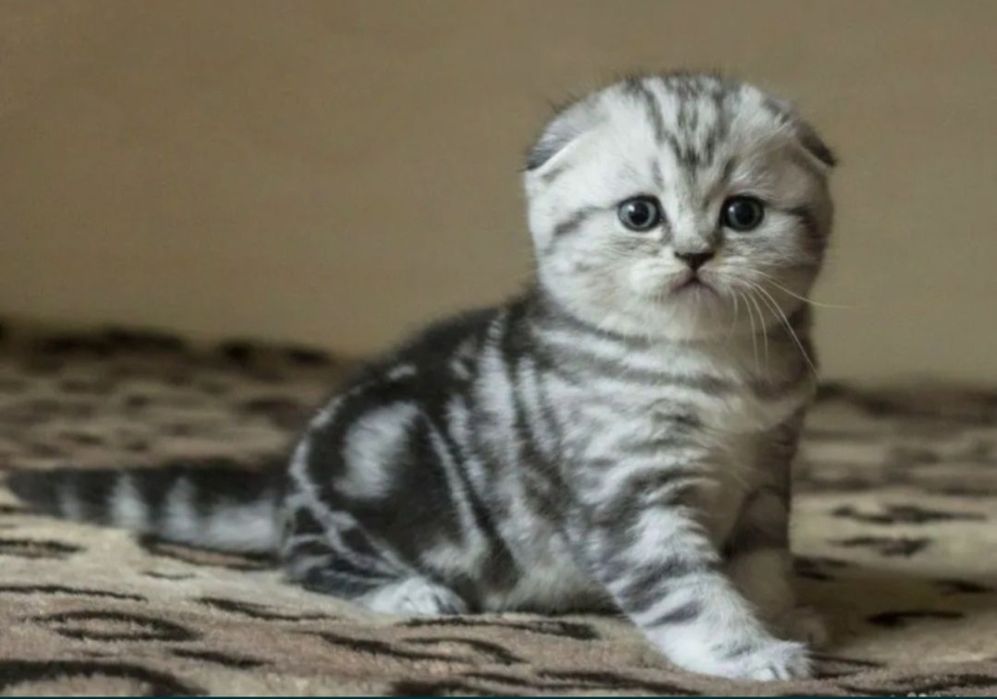 Котята вислоухие