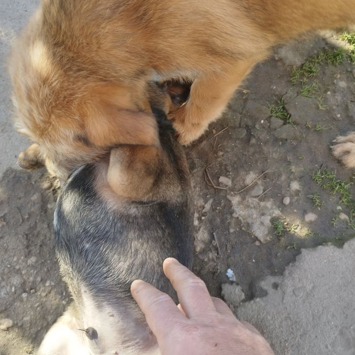 Подаряват се малки кученца!