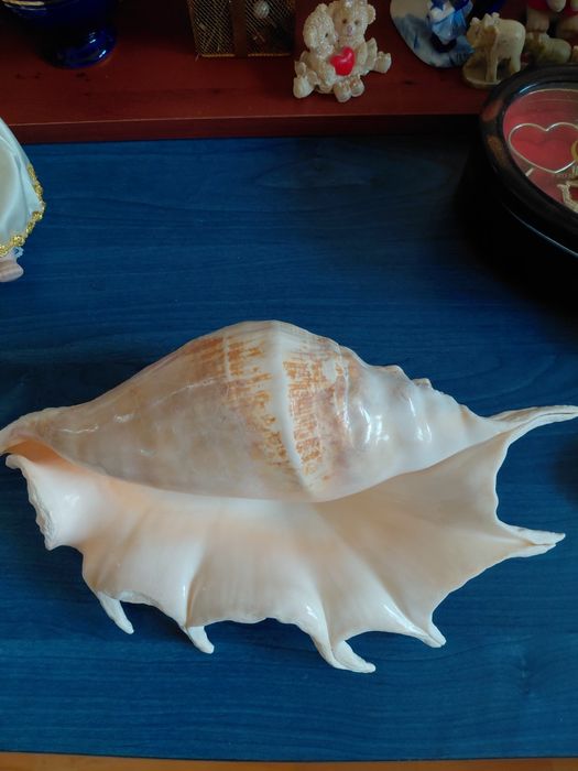 Scoica naturala de dimensiune mare 32 cm in stare perfecta