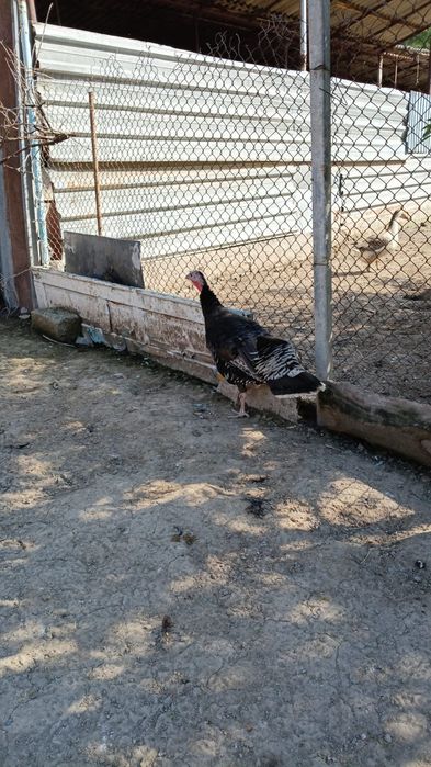 Ундык сатылады Индюк