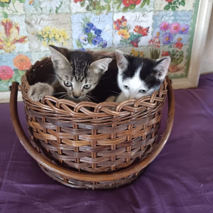 Котята в добрые руки!