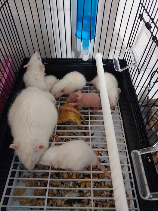 Крысы (домашние, ручные)