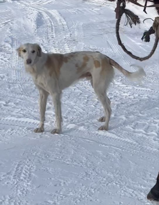 Кушиктер сатлады