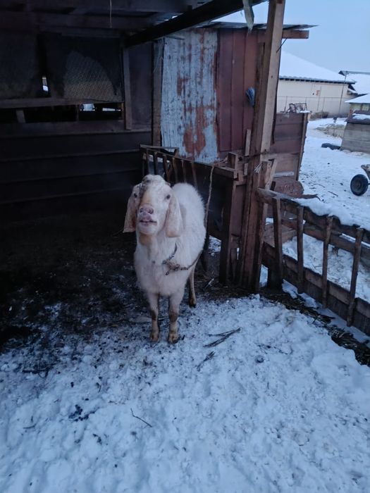 Козел англонубиец