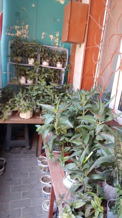 Продам каланхоэ,традесканция