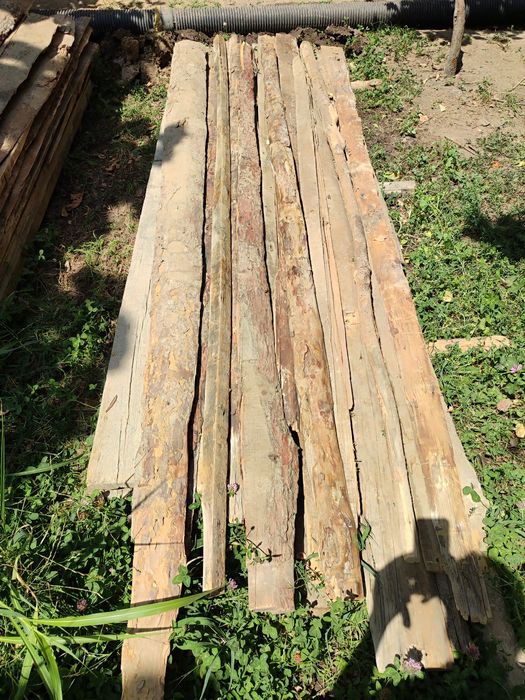 Гарбил,чорний паталог