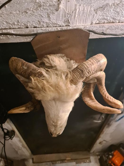 Трофей овнешка глава