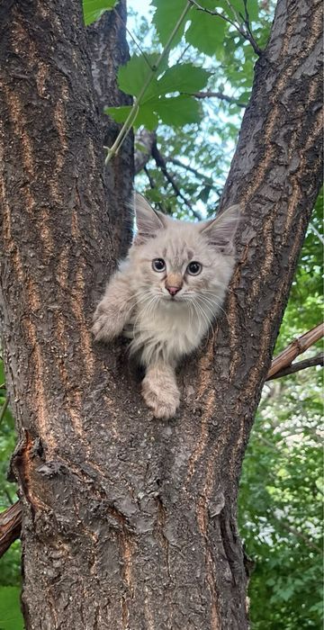 котенок с вещами