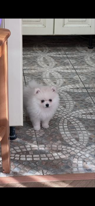 Померанский шпиц для вязки самец