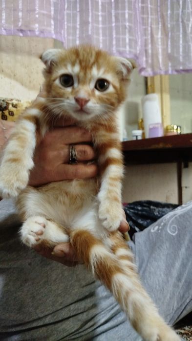 Продаются котята,британцы короткошорстные