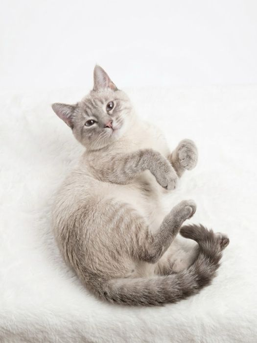 Кот, котик, мальчик
