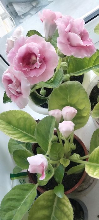 Глоксиния Герань продаются