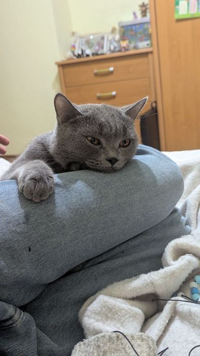 Британска котка, Породиста с паспорт