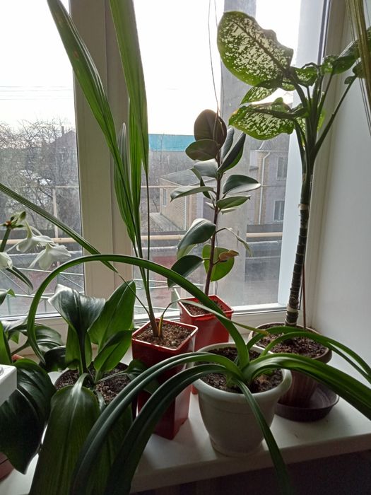 Цветы комнатные фикус и др.