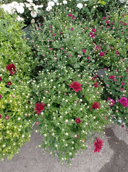 Хризантема мульт флора распродажа