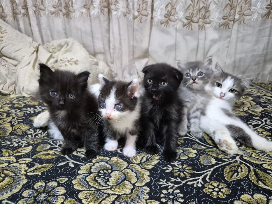Котята хорошие добрые