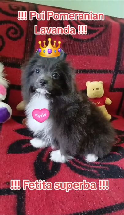 Asigur transport!!! Vand pui Pomeranian Lavanda femela 3 luni jumate  pasaport si cip