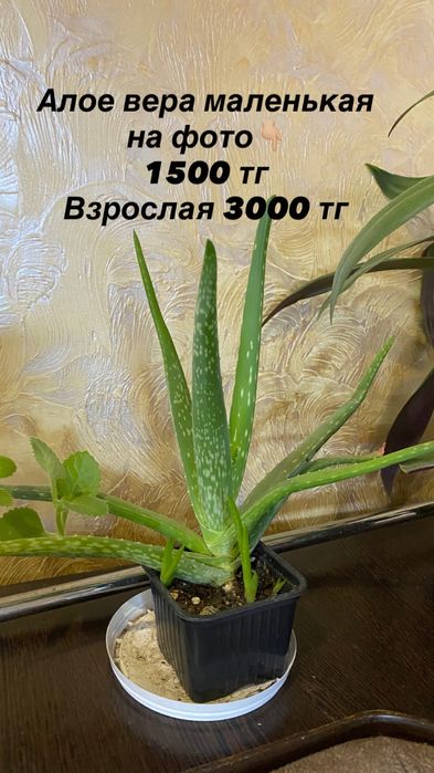 Продам комнатные цветы