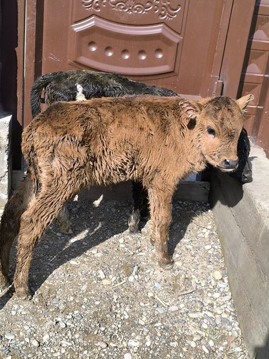 Продается теленок бычок