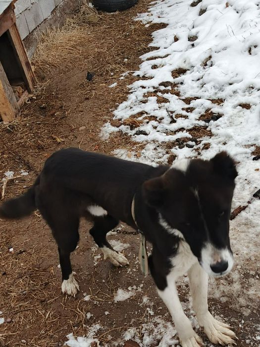 Alabay sotiladi 10 oylik kuchuk