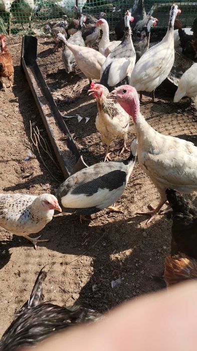 Продам домашнюю птицу