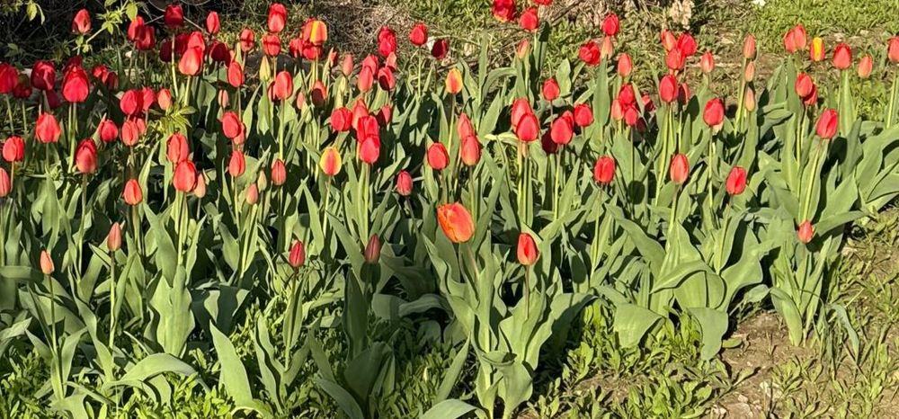 Тюльпаны свежие сочные