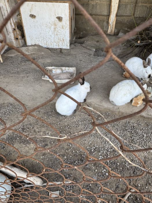 Кролики Калифорния