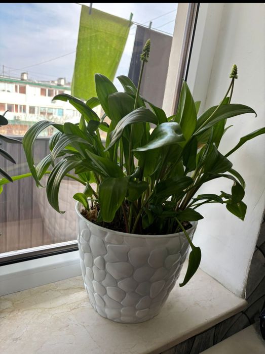 Комнатные растения недорого