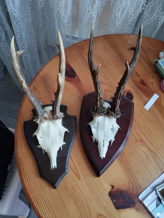 Различни Рога от срандаци