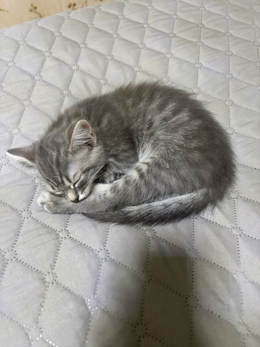 котяткииии только в ДОБРЫЕ РУКИ!
