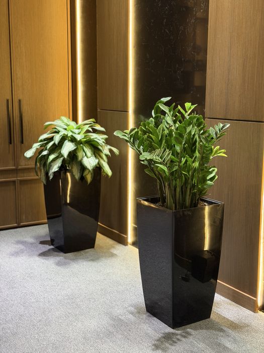 Тувакда хонаки гуллар, тайор комплект оптом ва донага