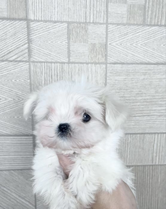 Продаётся мальчик мальтезе