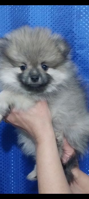 Продам щенков щпица