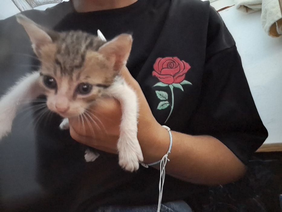 Donez pisici  abandonati, urgent !