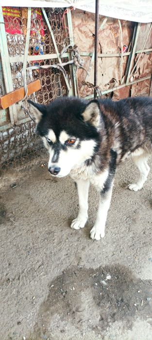 Щенок лайка (ОН) имя  вулв