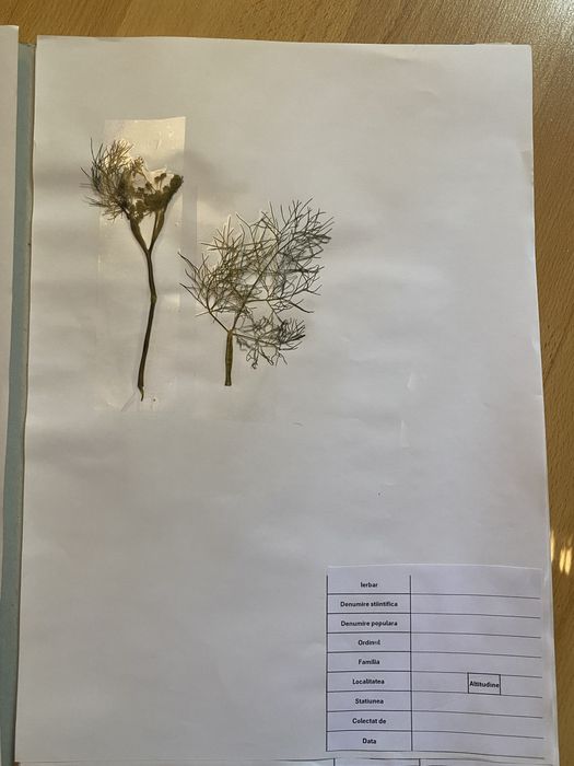 Realizez ierbar/ buruienar