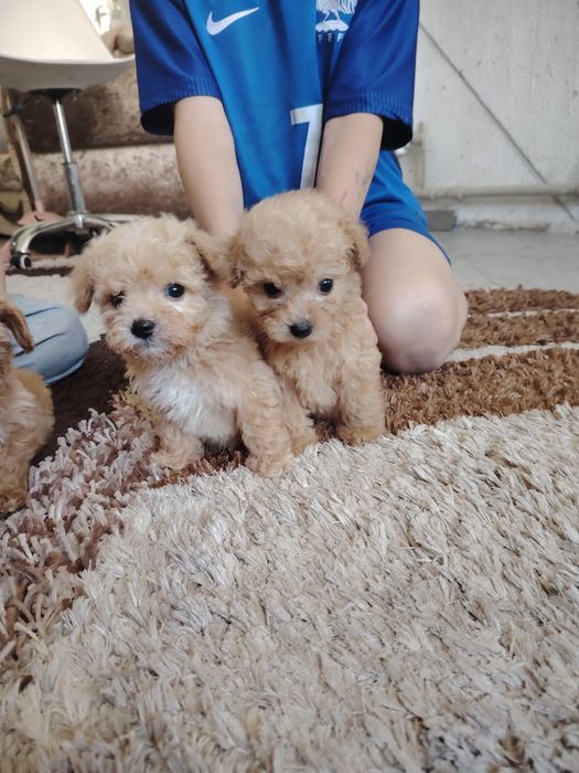 Продам мини мальтипу