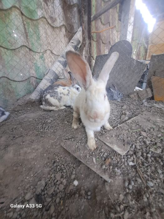 Животные кролики