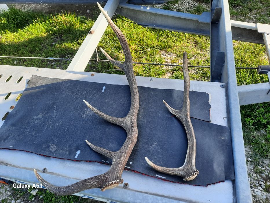 Рога от елен 2 броя