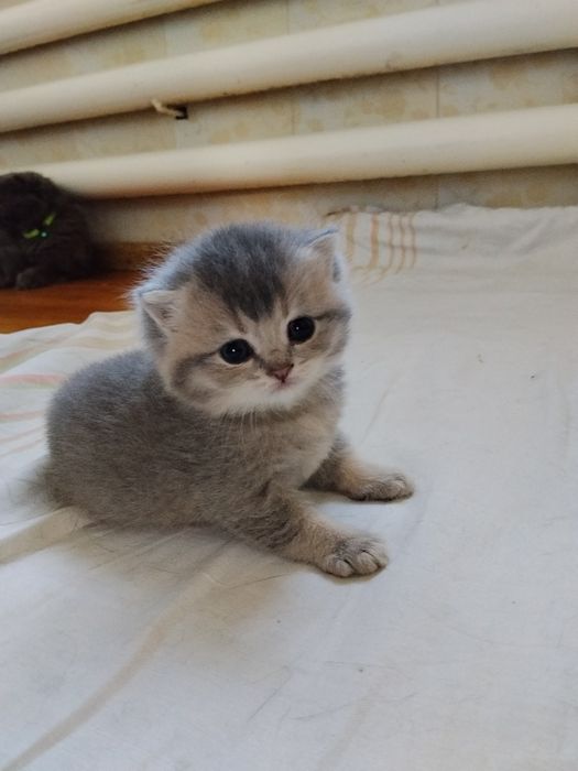 Срочно Продаётся котят