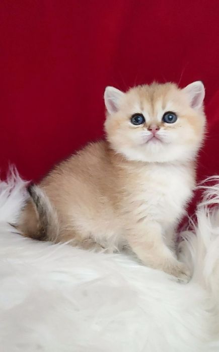 Британский чистокровный мальчик золотая шиншилла ny11