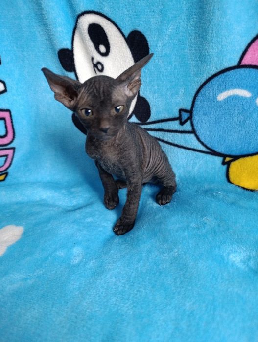 Котята Сфинкс продаю