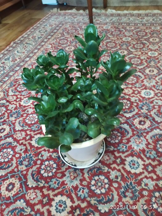 Каланхоэ.  Очень красивый цветок.