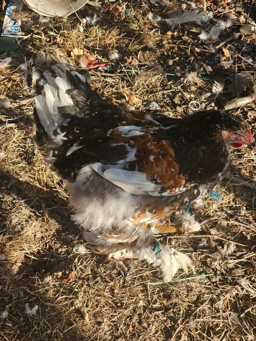 Tineret brahma porțelan