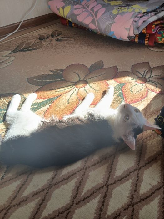 Котик отдам в хорошие руки