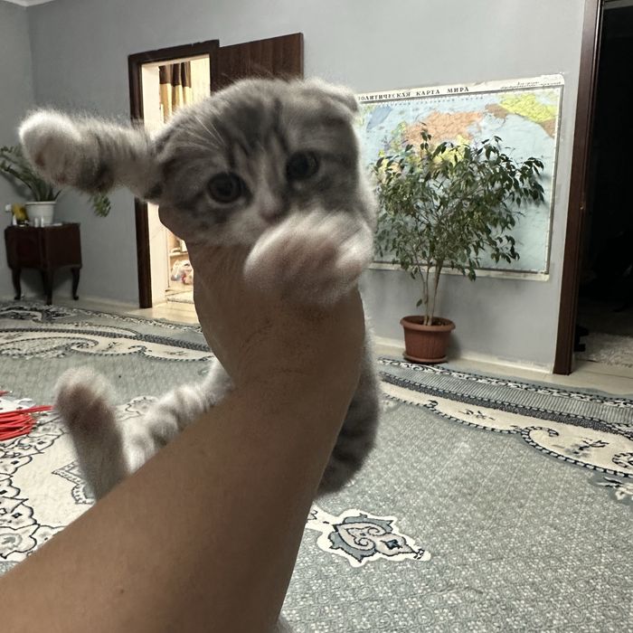 Котёнок веслоуха