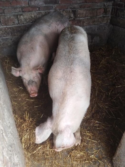 2броя домашни прасета 140 150кг