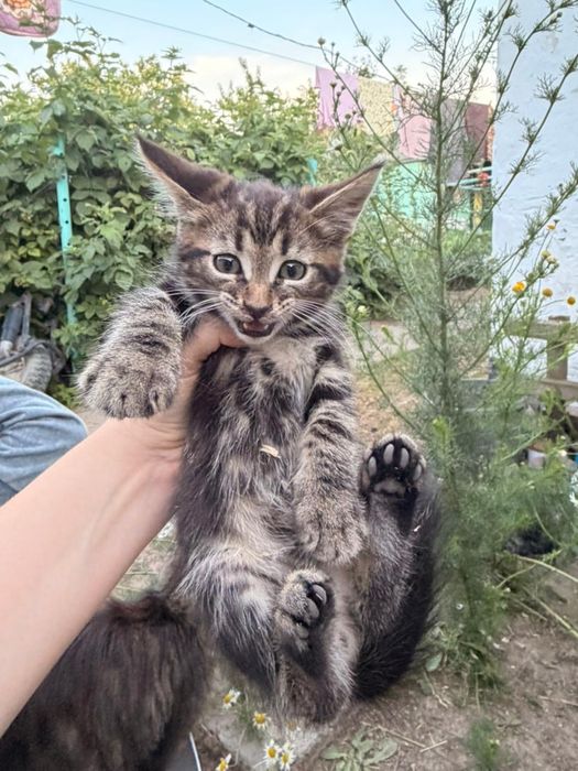 Продам котят( мама Мейн кун)